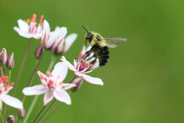 Bumblebee on flowers in late summer