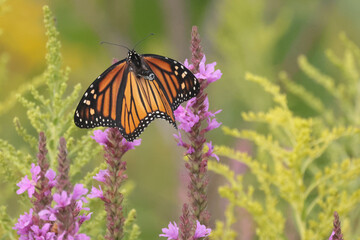 Monarch butterrflies on late summer flowers