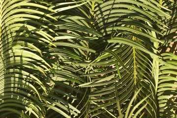 Fotobehang Goud Geel Papel de parede florestal com palmas verdes, textura de floresta tropical, galhos de palmeira de praia  © TT