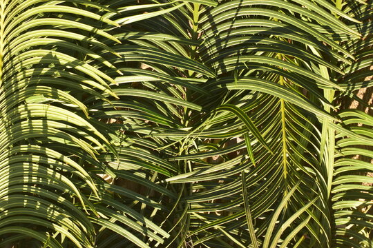 Papel de parede florestal com palmas verdes, textura de floresta tropical, galhos de palmeira de praia
