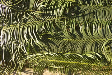 Superfície de folhas de palmeiras, cobertura de galhos de planta tropical litorânea 