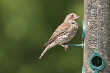 Fototapeta premium Purple finch late fall sitting on feeder