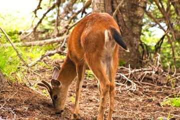 Deer feeding in the woods