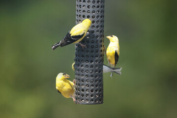 Male Gold finches on feeder, being territorial with the food