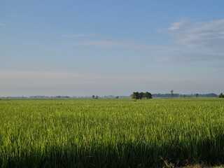 Vast rice fields with still green rice
