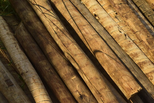 Ind&uacute;stria do eucalipto, corte de troncos da &aacute;rvore, pilhas de pau para cria&ccedil;&atilde;o de produtos amadeirados