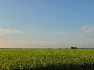 Vast rice fields with still green rice