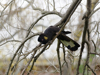 Yellow-tailed Black Cockatoo (Zanda funerea) perched in a tree with overcast backlit  background