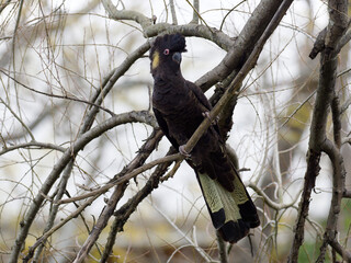 Yellow-tailed Black Cockatoo (Zanda funerea) perched in a tree with overcast backlit  background