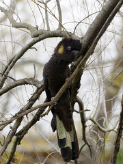 Yellow-tailed Black Cockatoo (Zanda funerea) perched in a tree with overcast backlit  background