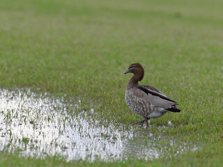 Female Australian wood duck, maned duck or maned goose (Chenonetta jubata) standing in a puddle on a flooded sports field.