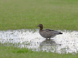 Female Australian wood duck, maned duck or maned goose (Chenonetta jubata) standing in a puddle on a flooded sports field.