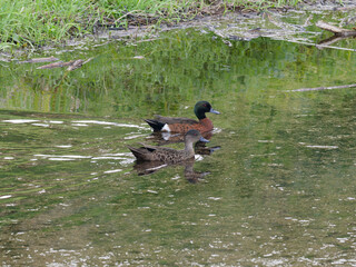 A pair of Chestnut Teal (Anas castanea)  swimming in flood water after heavy rain with grass bank...