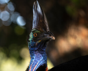 Close-up portrait of a Cassowary showing its vibrant blue skin and horn-like casque in a shaded...