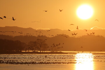 Greater white-fronted goose (Anser albifrons) , flying in flocks. This photo was taken in Izunuma, Japan.