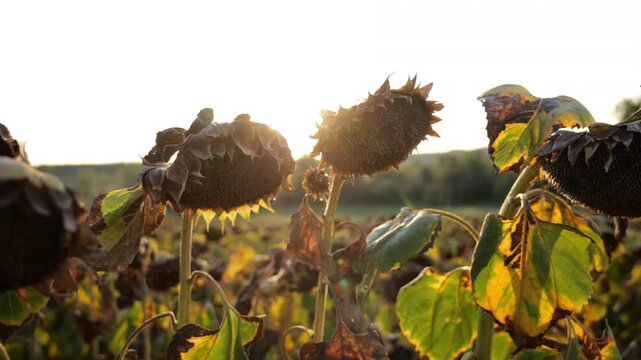 sunflower field ready for harvest