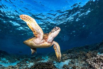A green sea turtle glides peacefully over the coral reef at Lady Elliot Island, Great Barrier Reef, Australia.