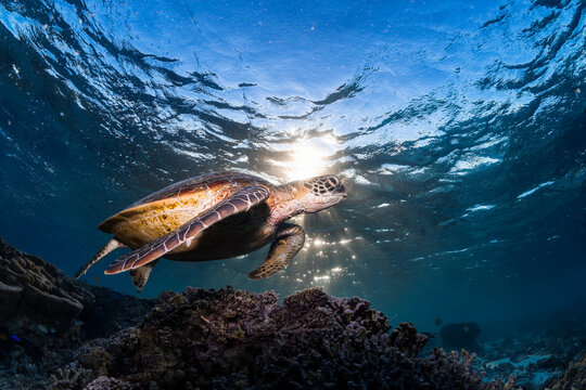 A green sea turtle glides peacefully over the coral reef at Lady Elliot Island, Great Barrier Reef, Australia. - Powered by Adobe