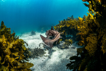 A close-up view of a Port Jackson shark cruising above algae-covered rocks at Shelley Beach, Manly, Sydney, Australia.