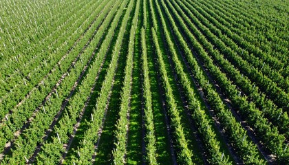 A vast expanse of meticulously organized fruit trees, aligned in rows, stretches across the landscape.