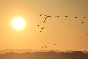 Greater white-fronted goose (Anser albifrons) , flying in flocks. This photo was taken in Izunuma, Japan.