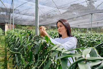 Young Latina farmer examining vanilla plants in greenhouse, cultivating sustainable agricultural...