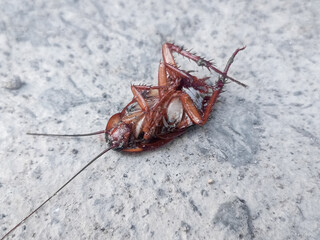 A dead brown cockroach lies upside down on a rough, textured ceramic floor in the morning