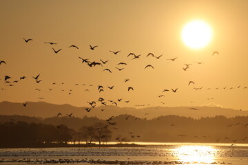 Greater white-fronted goose (Anser albifrons) , flying in flocks. This photo was taken in Izunuma, Japan.