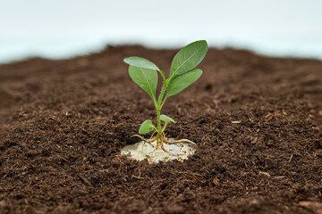A young green plant growing from a Bitcoin coin in fertile soil, symbolizing the growth of cryptocurrency investments.