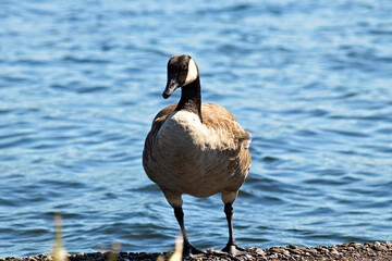 Goose stepping onto dry land