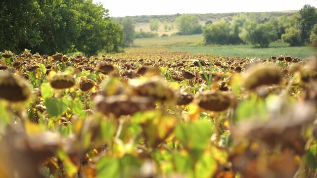 sunflower field ready for harvest