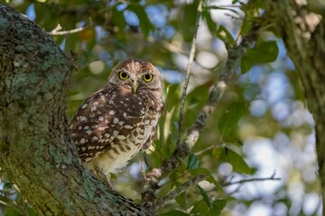 Burrowing owl perched on a tree branch.