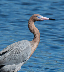 Reddish egret portrait