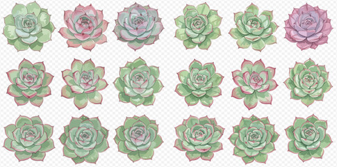A collection of beautifully illustrated succulent rosettes in various pastel shades of green, pink, and purple, viewed from above.