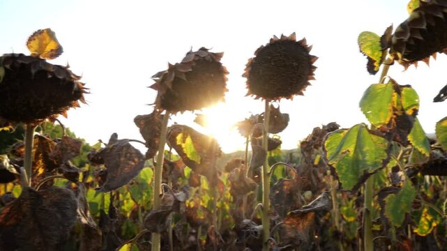 sunflower field ready for harvest