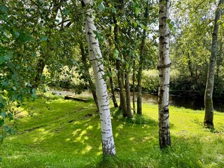 Fototapeta premium White birch tree trunks with fresh green leaves growing on a sunny meadow