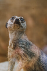 Fototapeta premium meerkat on the lookout