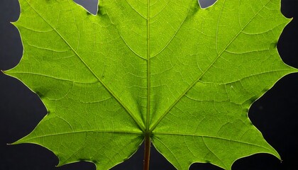 Close-up view of a vibrant green maple leaf, showcasing intricate vein patterns against a dark background.