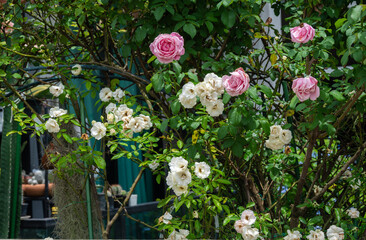 Obraz premium Various kind of roses flower blooming like a hedge plant. Rose is a subdivision of the larger category of flowering plants, which are defined by their ability to produce flowers.