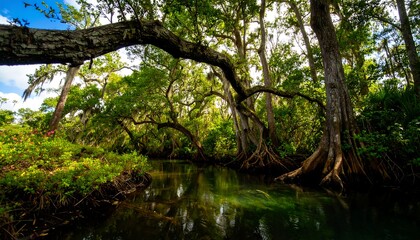 Lush Cypress Swamp
