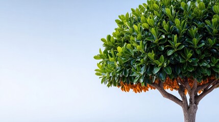 Green Canopy: A vibrant tree showcases a dense canopy of lush green leaves, the image emphasizing nature's simplicity and fresh growth.