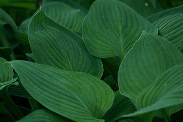 In the Quiet Shelter of Enormous Leaves, the Garden Breathes in Green Stillness