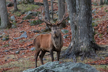 Red Deer Cervus elaphus Wildlife Photography