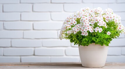 Blossoming Beauty: A vibrant display of delicate white flowers, nestled in a simple pot, radiates freshness against a textured brick backdrop, evoking a sense of serene elegance.