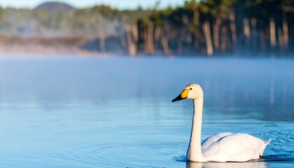Obraz premium A serene white swan glides gracefully on a tranquil lake at dawn, showcasing a soft blue-toned landscape.