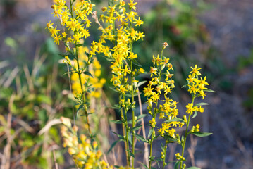 European goldenrod,
Solidago virgaurea yellow flowers closeup selective focus