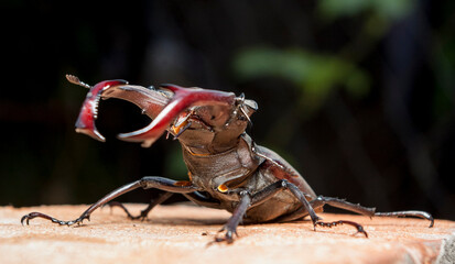 A brown male stag beetle sits on a tree stump in the summer sun.
