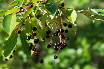 wild black cherry, 
Prunus serotina berries closeup selective focus