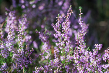 common heather Calluna vulgaris flowers closeup selctive focus