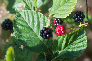brambles, Rubus berries on twig closeup selective focus